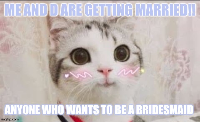 cute cat uwu | ME AND D ARE GETTING MARRIED!! ANYONE WHO WANTS TO BE A BRIDESMAID | image tagged in cute cat uwu | made w/ Imgflip meme maker