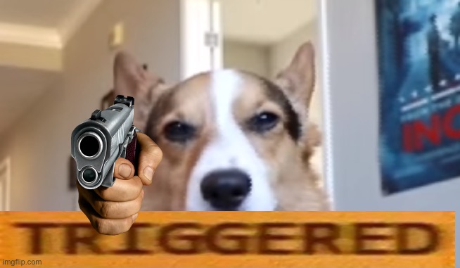 Upset Corgi | image tagged in upset corgi | made w/ Imgflip meme maker