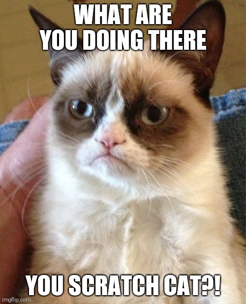 Grumpy Cat Meme | WHAT ARE YOU DOING THERE; YOU SCRATCH CAT?! | image tagged in memes,grumpy cat,scratch | made w/ Imgflip meme maker