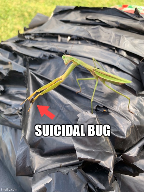 Don’t waste your life, bug | SUICIDAL BUG | image tagged in funny,suicide | made w/ Imgflip meme maker