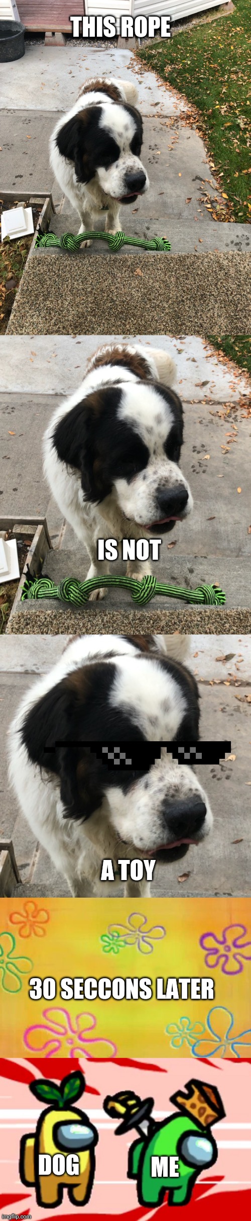 THIS ROPE; IS NOT; A TOY; 30 SECCONS LATER; DOG; ME | image tagged in spongebob time card background,among us stab,dog,gangsta | made w/ Imgflip meme maker