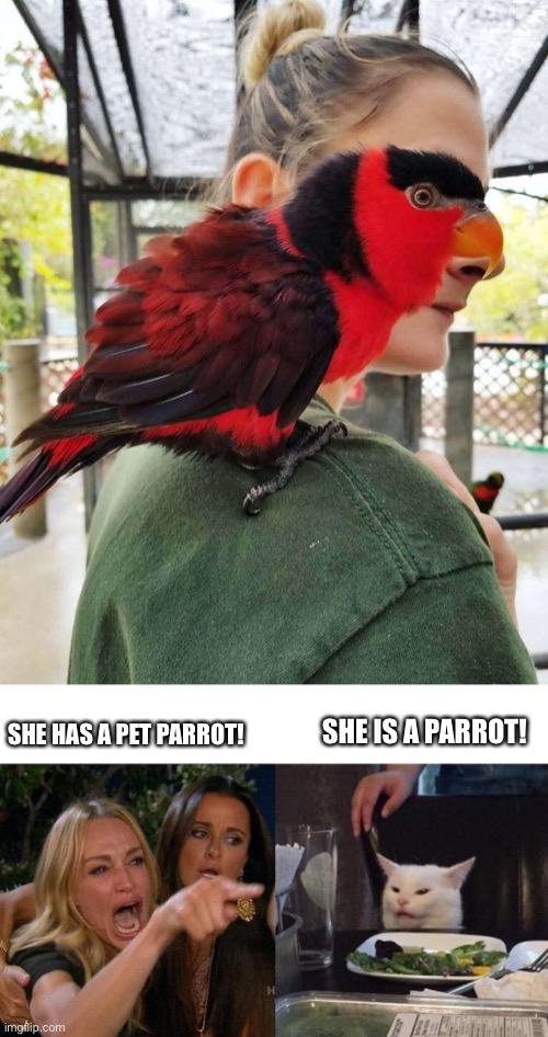 Freaky | SHE IS A PARROT! SHE HAS A PET PARROT! | image tagged in memes,woman yelling at cat,parrot | made w/ Imgflip meme maker