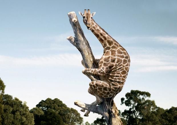 Image result for scared giraffe