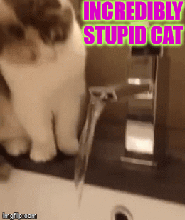 stupid cat gif