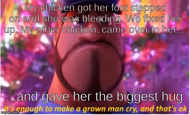 This definitely doesn't go here, but I ran out of fun stream submissions. | My chicken got her foot stepped on and she was bleeding. We fixed her up. My other chicken, came over to her... ...and gave her the biggest hug | image tagged in it's enough to make a grown man cry and that's ok | made w/ Imgflip meme maker