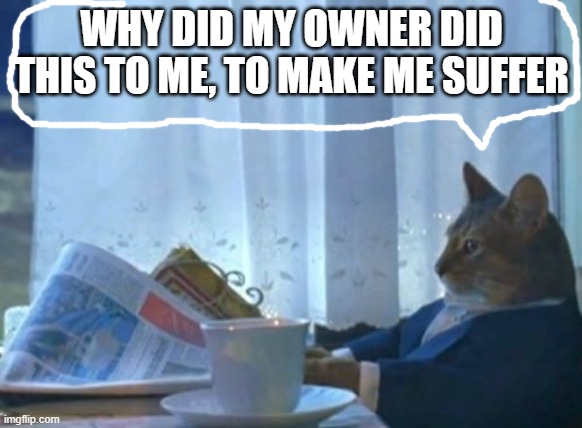 idk what I'm doing | WHY DID MY OWNER DID THIS TO ME, TO MAKE ME SUFFER | image tagged in memes,i should buy a boat cat | made w/ Imgflip meme maker