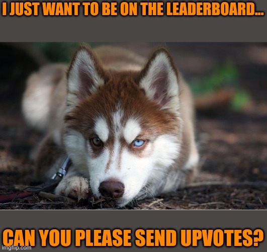 300k goal. | I JUST WANT TO BE ON THE LEADERBOARD... CAN YOU PLEASE SEND UPVOTES? | image tagged in maple_husky,upvotes,plz | made w/ Imgflip meme maker