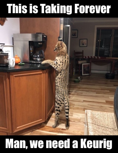Kitty Wants a K Cup | This is Taking Forever; Man, we need a Keurig | image tagged in funny memes,funny cats,funny cat memes | made w/ Imgflip meme maker