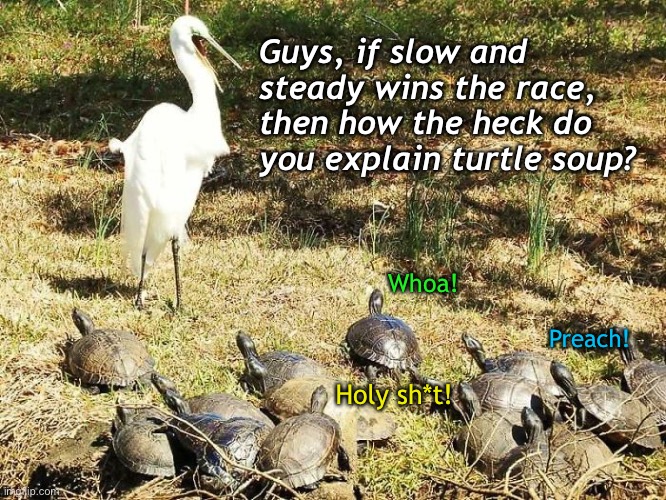 Moments of Clarity | Guys, if slow and steady wins the race, then how the heck do you explain turtle soup? Whoa! Preach! Holy sh*t! | image tagged in funny memes,turtles | made w/ Imgflip meme maker