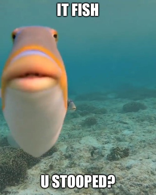 staring fish | IT FISH U STOOPED? | image tagged in staring fish | made w/ Imgflip meme maker