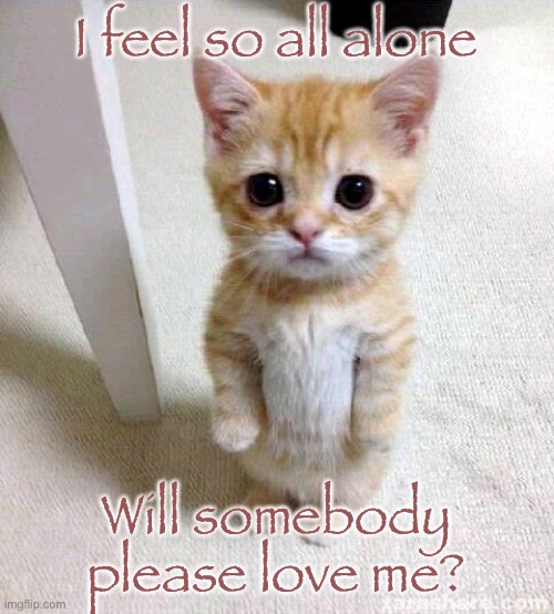 Cute Cat Meme | I feel so all alone; Will somebody please love me? | image tagged in memes,cute cat | made w/ Imgflip meme maker