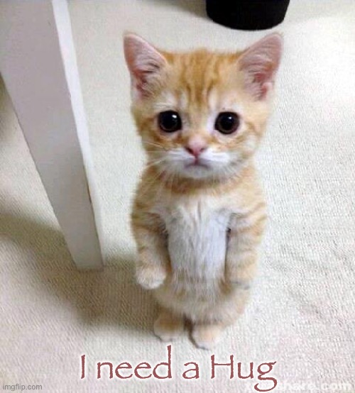 Cute Cat Meme | I need a Hug | image tagged in memes,cute cat | made w/ Imgflip meme maker