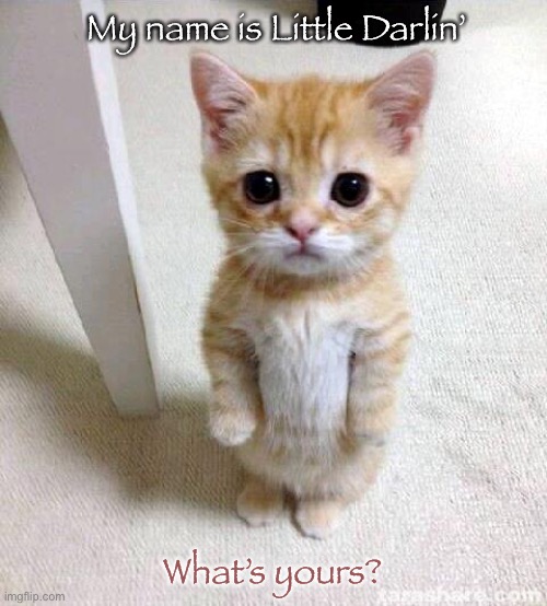Cute Cat | My name is Little Darlin’; What’s yours? | image tagged in memes,cute cat | made w/ Imgflip meme maker