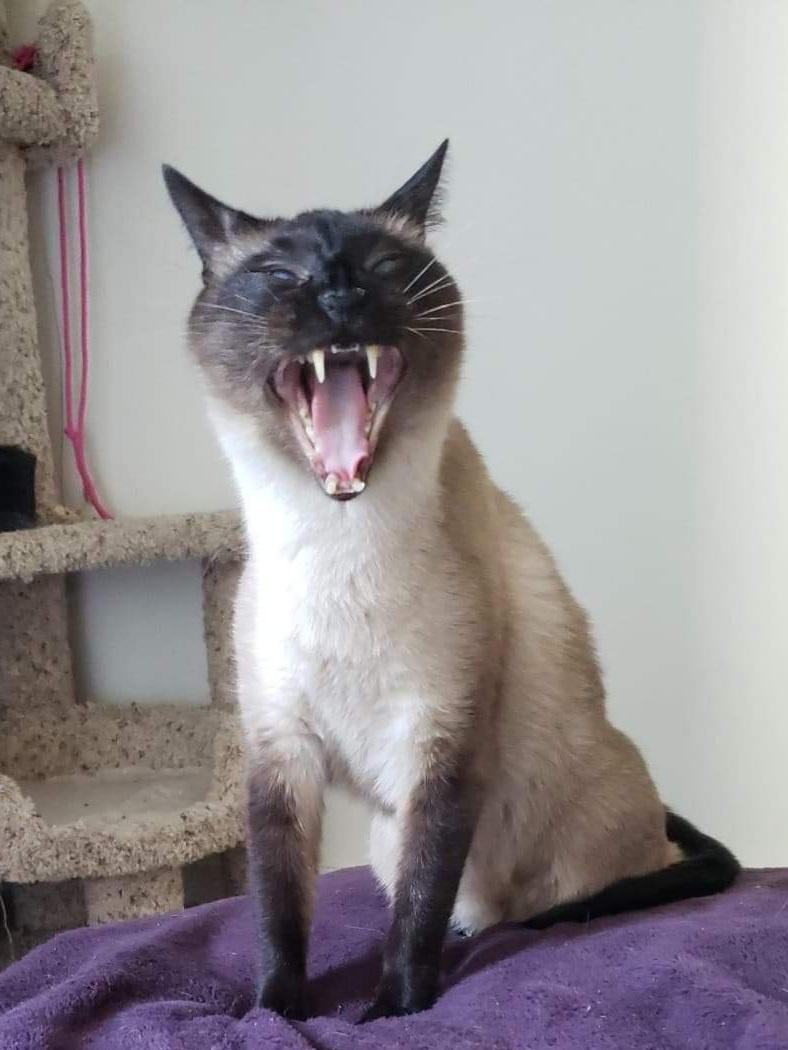 yawn cat Blank Meme Template