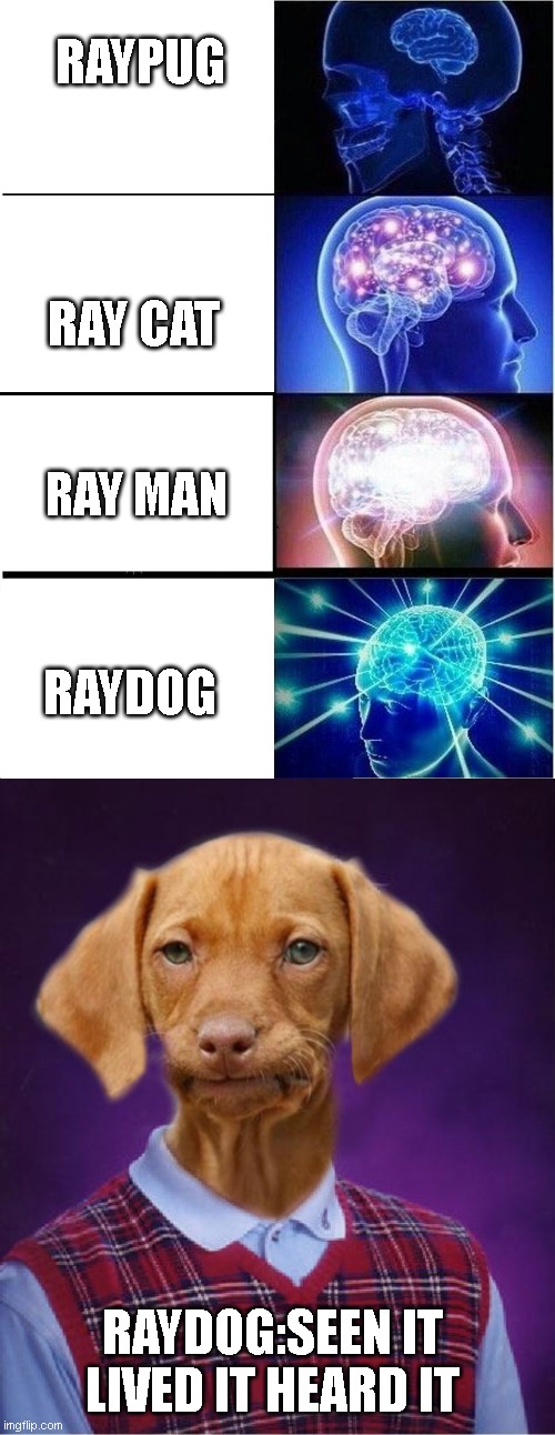 RAYPUG; RAY CAT; RAY MAN; RAYDOG; RAYDOG:SEEN IT LIVED IT HEARD IT | image tagged in bad luck raydog,memes,expanding brain | made w/ Imgflip meme maker