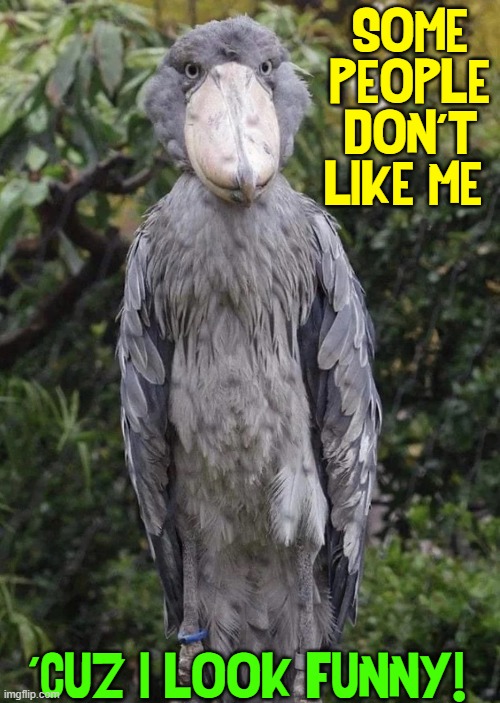 Funny... or SCARY? | SOME PEOPLE DON'T LIKE ME 'CUZ I LOOK FUNNY! | image tagged in vince vance,birds,angry bird,memes,birds of a feather,scary bird | made w/ Imgflip meme maker
