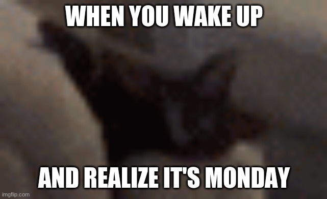 cat | WHEN YOU WAKE UP; AND REALIZE IT'S MONDAY | image tagged in cat,monday | made w/ Imgflip meme maker