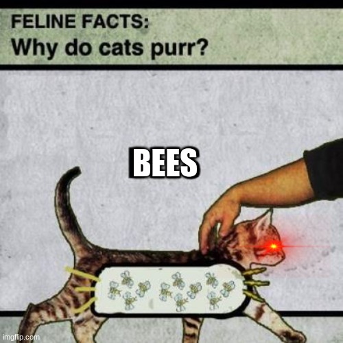 cat pur because bees | BEES | image tagged in cats | made w/ Imgflip meme maker