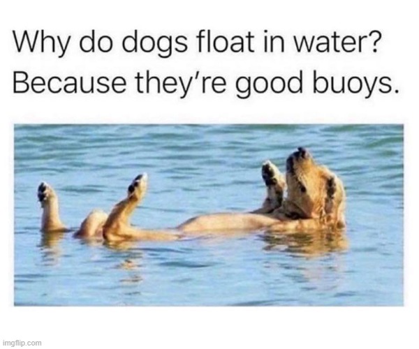 dawwww (repost) | image tagged in dogs,repost,wholesome,reposts,reposts are awesome,float | made w/ Imgflip meme maker