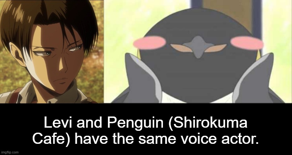 Levi and Penguin (Shirokuma Cafe) have the same voice actor. | made w/ Imgflip meme maker