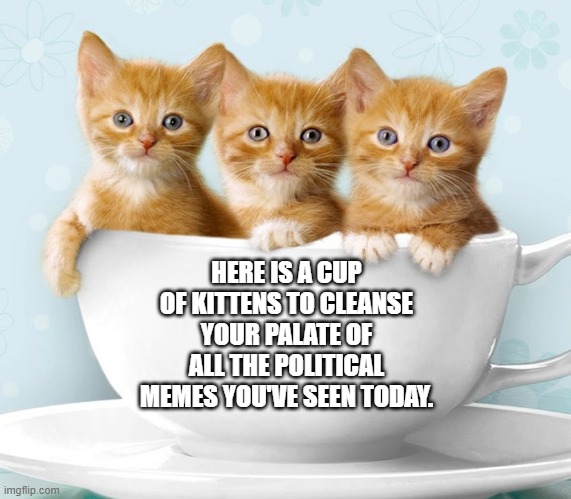 a cup of kittens for you! | HERE IS A CUP OF KITTENS TO CLEANSE YOUR PALATE OF ALL THE POLITICAL MEMES YOU'VE SEEN TODAY. | image tagged in kittens,cute,memes,no more,sweet,funny memes | made w/ Imgflip meme maker