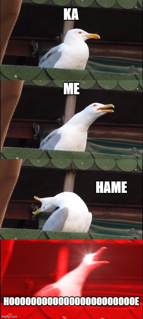 LOLOLO | KA; ME; HAME; HOOOOOOOOOOOOOOOOOOOOOOOE | image tagged in memes,inhaling seagull | made w/ Imgflip meme maker