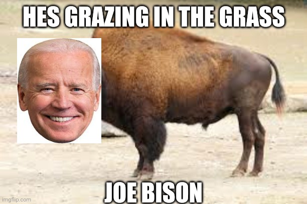 Joe Bison | HES GRAZING IN THE GRASS; JOE BISON | image tagged in bison | made w/ Imgflip meme maker