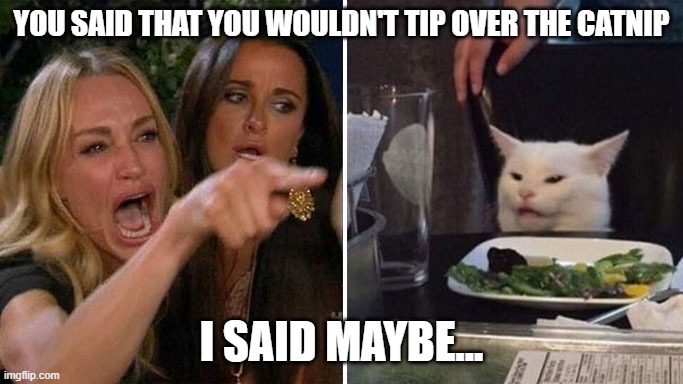 Angry lady cat | YOU SAID THAT YOU WOULDN'T TIP OVER THE CATNIP; I SAID MAYBE... | image tagged in angry lady cat | made w/ Imgflip meme maker