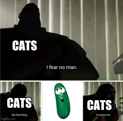 cat memes | CATS; CATS; CATS | image tagged in cats,memes,cucumber,larry the cucumber | made w/ Imgflip meme maker