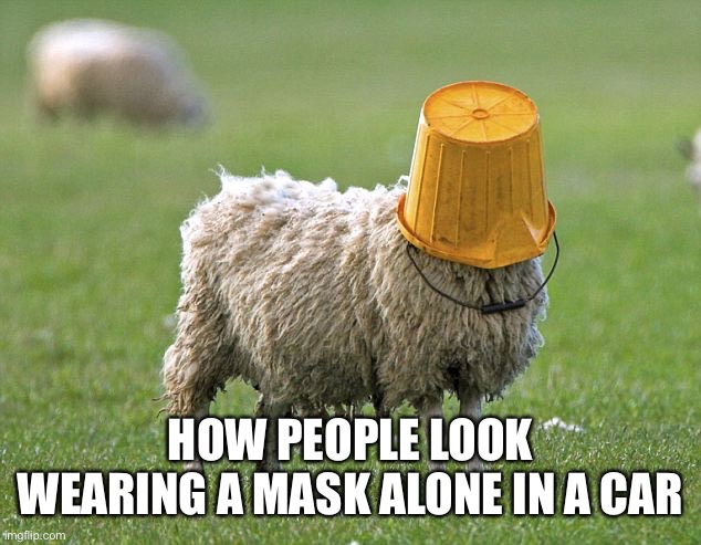 Bucket sheep | HOW PEOPLE LOOK WEARING A MASK ALONE IN A CAR | image tagged in stupid sheep,face mask,mask,coronavirus,stupid,common sense | made w/ Imgflip meme maker