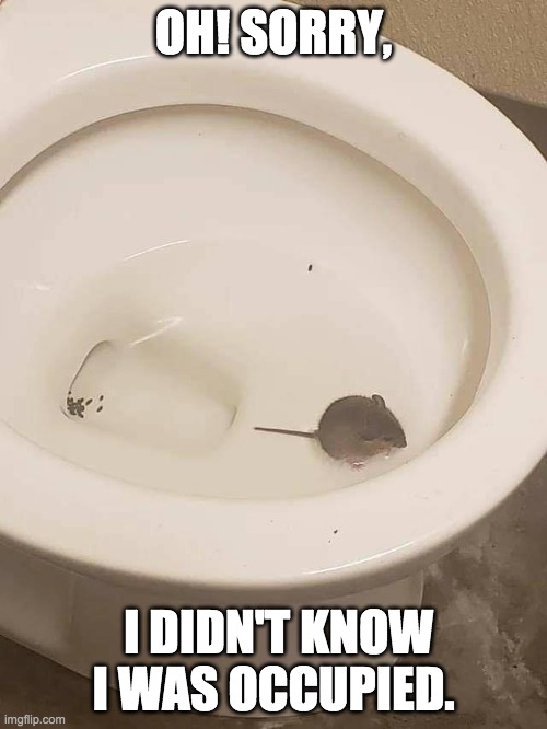 Mouse in bathroom | OH! SORRY, I DIDN'T KNOW I WAS OCCUPIED. | image tagged in funny memes,humor,mouse | made w/ Imgflip meme maker