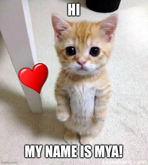 How do I do stuff here? | HI; MY NAME IS MYA! | image tagged in memes,cute cat | made w/ Imgflip meme maker