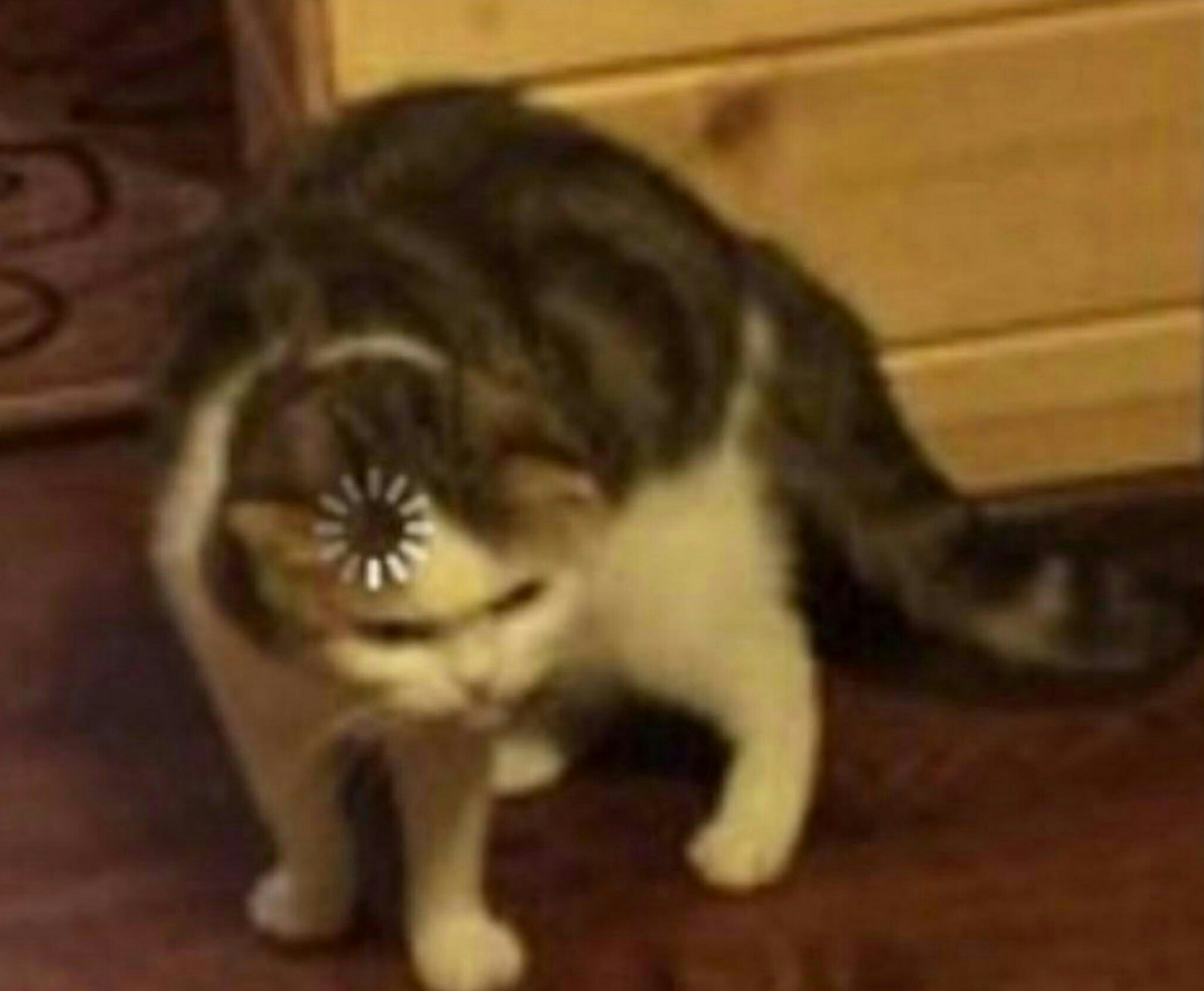 High Quality Confused Cat Blank Meme Template