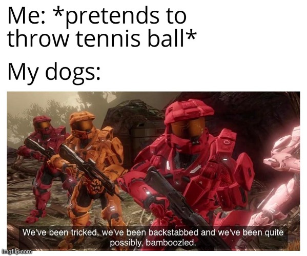 My dogs | image tagged in gotanypain | made w/ Imgflip meme maker
