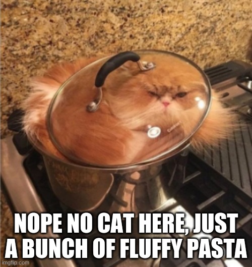 when you have to take your cat to the vet... | NOPE NO CAT HERE, JUST A BUNCH OF FLUFFY PASTA | image tagged in funny cats | made w/ Imgflip meme maker