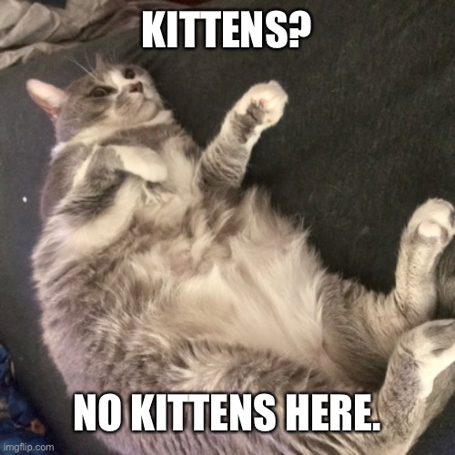I haven’t seen any kittens. | KITTENS? NO KITTENS HERE. | image tagged in funny cats | made w/ Imgflip meme maker