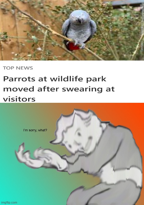 I think that parrot was swearing at 2020, not the visitors | image tagged in i'm sorry what,parrot,2020 | made w/ Imgflip meme maker