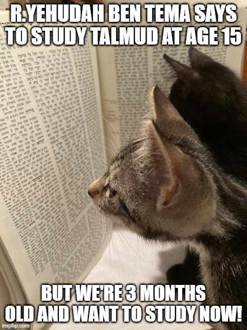 Young Talmud Scholars | R.YEHUDAH BEN TEMA SAYS TO STUDY TALMUD AT AGE 15; BUT WE'RE 3 MONTHS OLD AND WANT TO STUDY NOW! | image tagged in cats,talmud | made w/ Imgflip meme maker