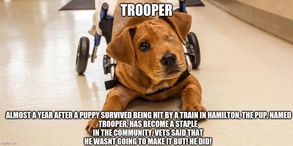 ALMOST A YEAR AFTER A PUPPY SURVIVED BEING HIT BY A TRAIN IN HAMILTON, THE PUP, NAMED TROOPER, HAS BECOME A STAPLE IN THE COMMUNITY. VETS SAID THAT HE WASNT GOING TO MAKE IT BUT! HE DID! TROOPER | image tagged in trooper the puppy | made w/ Imgflip meme maker