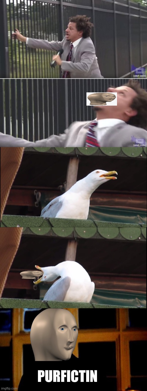 Meme man purfictin | PURFICTIN | image tagged in meme man,let me in,inhaling seagull | made w/ Imgflip meme maker