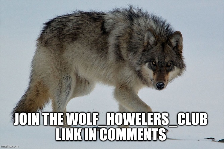 image tagged in wolves,vampires,witches | made w/ Imgflip meme maker