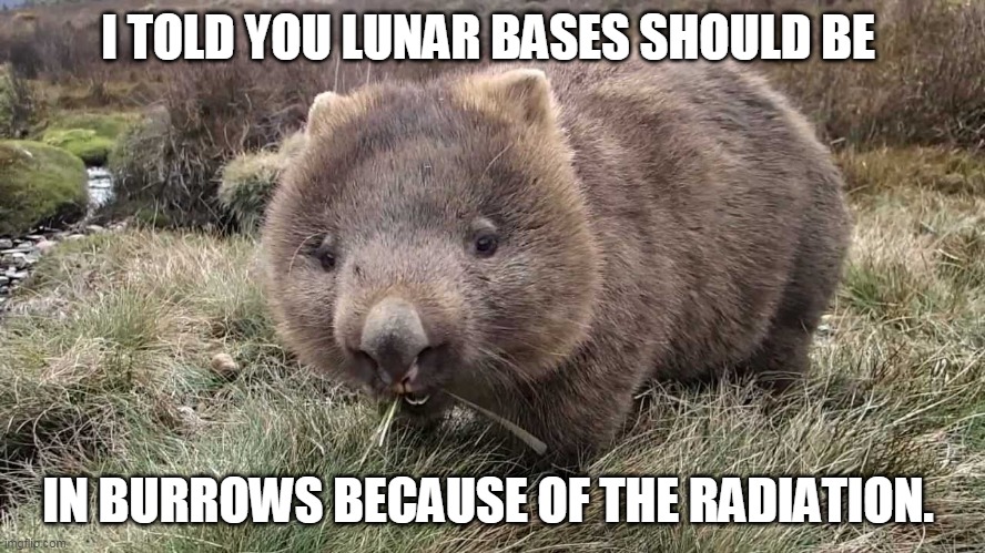 wombat | I TOLD YOU LUNAR BASES SHOULD BE; IN BURROWS BECAUSE OF THE RADIATION. | image tagged in wombat | made w/ Imgflip meme maker