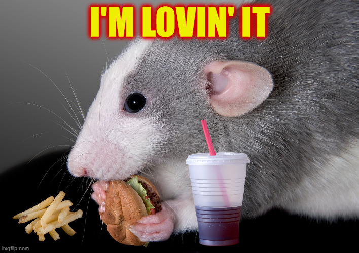rat Memes & GIFs - Imgflip