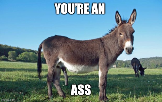 Mules | YOU’RE AN; ASS | image tagged in mules,ass | made w/ Imgflip meme maker