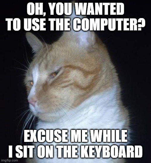 Troll/Scumbag Cat | OH, YOU WANTED TO USE THE COMPUTER? EXCUSE ME WHILE I SIT ON THE KEYBOARD | image tagged in troll/scumbag cat,memes,cats,meme,cat meme,funny | made w/ Imgflip meme maker