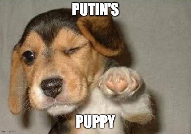 Putin's Puppy | PUTIN'S; PUPPY | image tagged in donald trump,putin | made w/ Imgflip meme maker