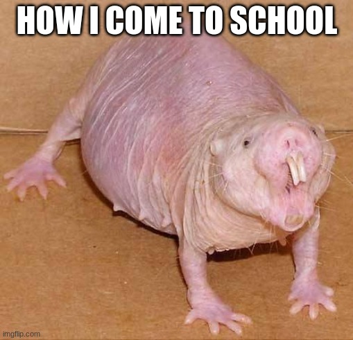 naked mole rat | HOW I COME TO SCHOOL | image tagged in naked mole rat | made w/ Imgflip meme maker