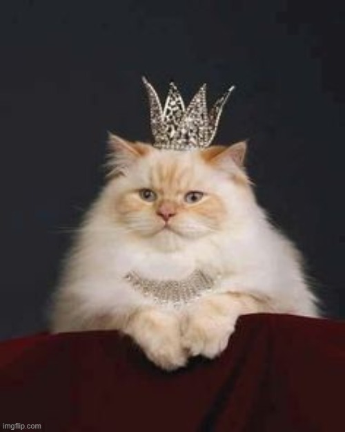 Cat crown | image tagged in cat crown | made w/ Imgflip meme maker
