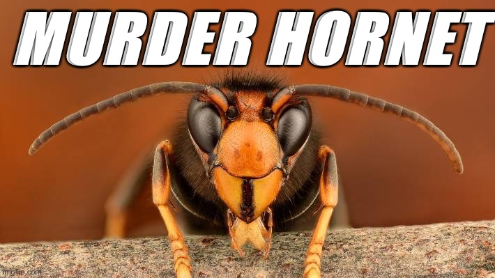 Murder Hornet | MURDER HORNET | image tagged in murder hornet | made w/ Imgflip meme maker