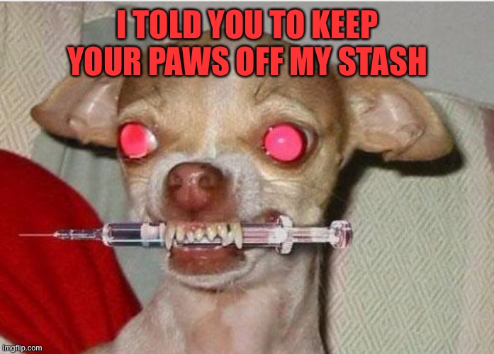 Drug dog | I TOLD YOU TO KEEP YOUR PAWS OFF MY STASH | image tagged in drug dog | made w/ Imgflip meme maker